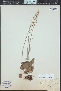 Heuchera parvifolia image