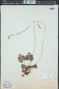 Heuchera parvifolia image