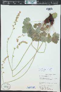 Heuchera parvifolia image