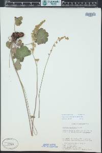 Heuchera parvifolia image