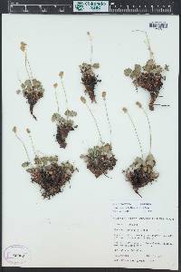 Heuchera parvifolia image
