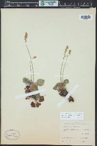 Heuchera parvifolia image