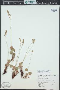 Heuchera parvifolia image