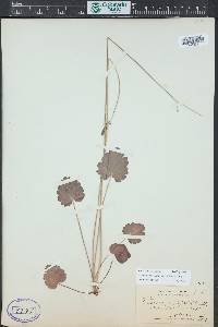 Heuchera parvifolia image