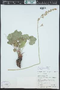 Heuchera parvifolia image