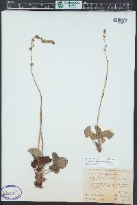 Heuchera parvifolia image