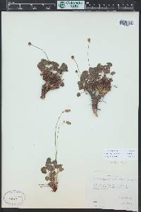 Heuchera parvifolia image