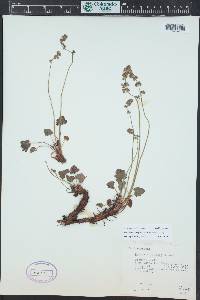 Heuchera parvifolia image