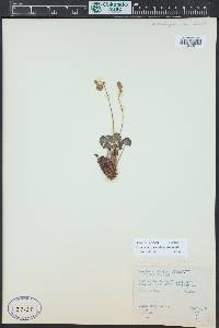 Heuchera parvifolia image