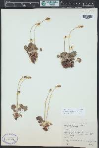 Heuchera parvifolia image