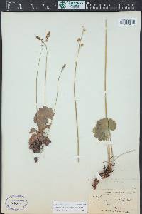 Heuchera parvifolia image