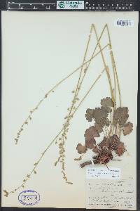 Heuchera parvifolia image