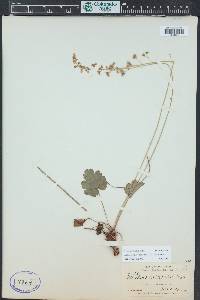 Heuchera parvifolia image