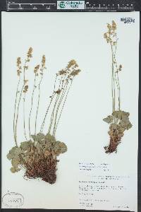 Heuchera parvifolia image