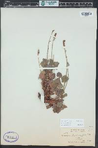 Heuchera bracteata image