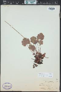 Heuchera bracteata image