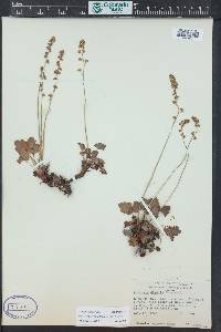 Heuchera parvifolia image