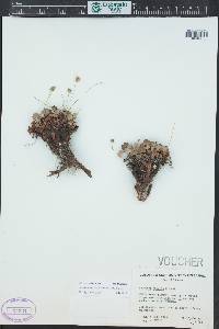 Heuchera parvifolia image