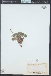 Heuchera parvifolia image