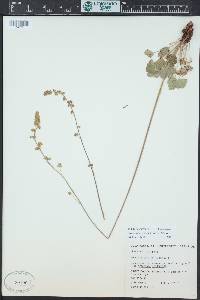 Heuchera parvifolia image