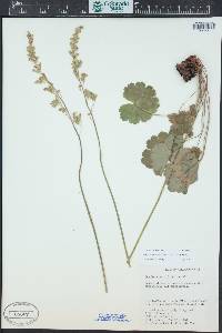 Heuchera parvifolia image