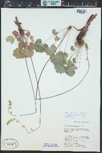 Heuchera parvifolia image