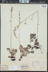 Heuchera parvifolia image