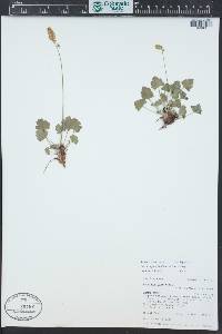 Heuchera parvifolia image