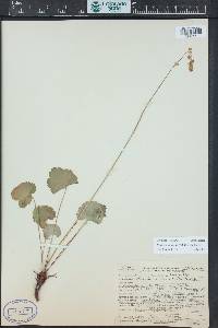 Heuchera parvifolia image