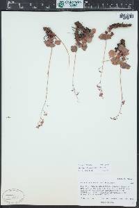 Heuchera rubescens image