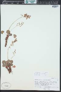 Heuchera rubescens image