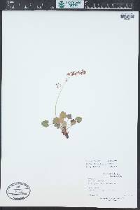 Heuchera rubescens image