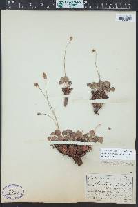 Heuchera parvifolia image