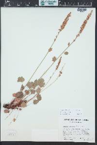 Heuchera bracteata image