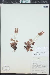 Heuchera bracteata image