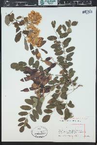 Robinia neomexicana image