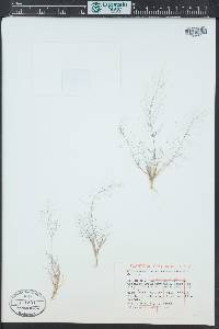 Muhlenbergia minutissima image