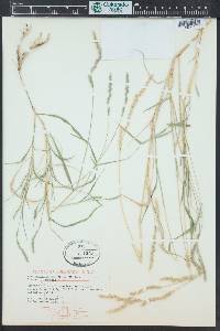 Muhlenbergia racemosa image