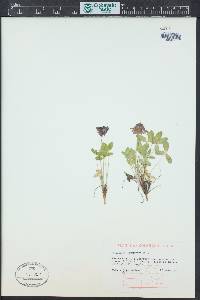 Trifolium brandegeei image