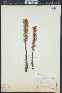 Orobanche minor image