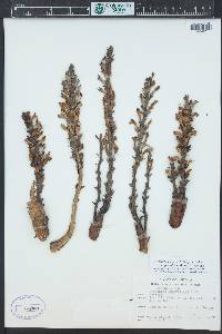 Orobanche cooperi image