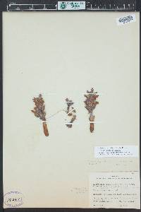 Orobanche corymbosa image