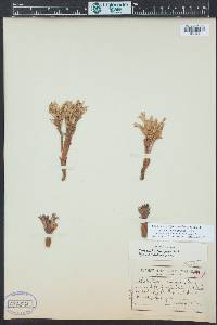 Orobanche californica image