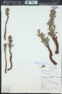 Orobanche riparia image