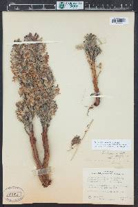 Orobanche riparia image