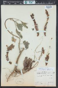 Orobanche riparia image