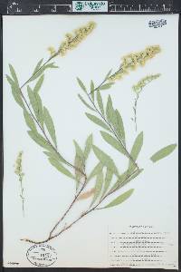 Solidago velutina image