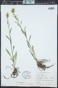 Solidago spectabilis image