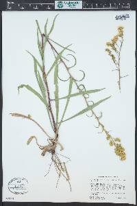 Solidago spectabilis image