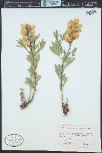 Thermopsis rhombifolia image